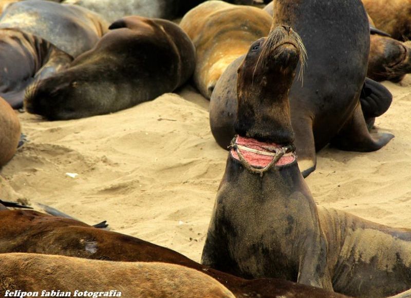 Crisis ambiental: siguen apareciendo lobos marinos muertos o heridos