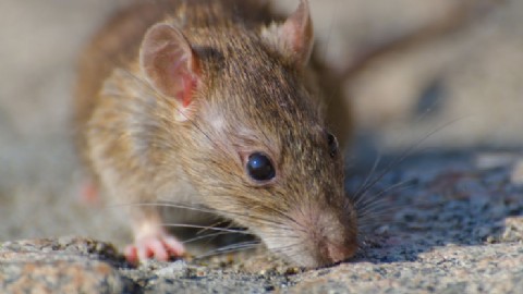 Refuerzan recomendaciones para evitar contagios de hantavirus