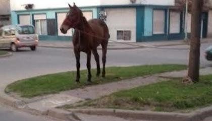 Lobería: "Remolcarán" animales sueltos y cobrarán multa a sus dueños
