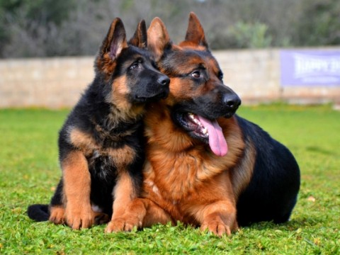 Necochea será sede de una exposición nacional de perros ovejeros alemanes