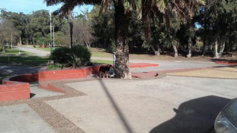 Vecino de Lobería ofrece construir e instalar comederos gratuitos para perros callejeros