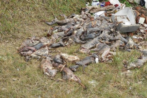 Lobería: Aparecieron decenas de animales desollados en una cava