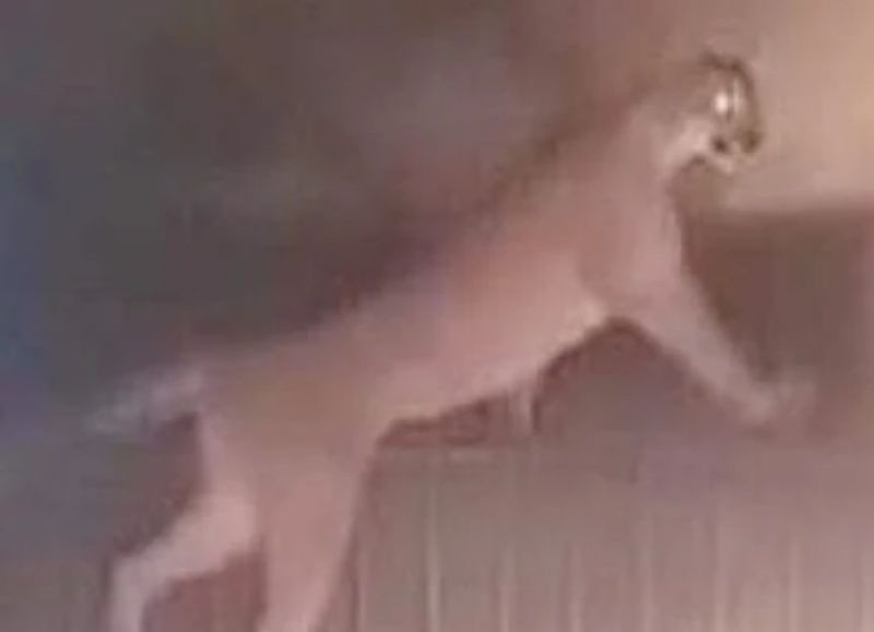 VIDEO | Capturaron a un puma suelto por las calles de la ciudad