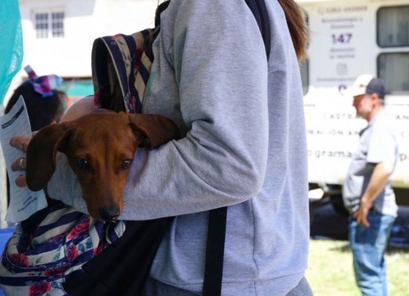 Se realizará una jornada de castración masiva en Obras Sanitarias